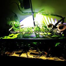 The Paludarium Or At Least Our Version Paludarium Thepaludarium Functionbuiltaquatics Planted Plantedtank Betta Fish Planted Aquarium Freshwater Aquarium
