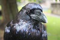 Raven, also known as rachel roth, is a superhero with magical abilities and a prominent member of the teen titans. Raven Wikipedia