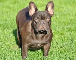 Desirable but rare colors such as blue/grey or black and tan will cost more than common you can feed a french bulldog for $20 to $30 a month in most cases. What Are The French Bulldog Colors Frenchie Journey
