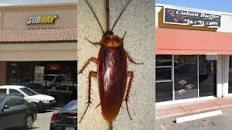 Resultado de imagen para cerrados restaurantes miami por cucarachas