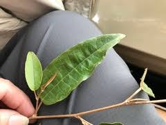 Image result for Croton dichogamus
