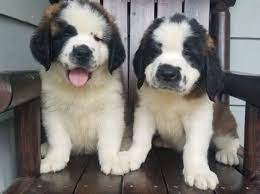 Bernard is truly a gentle giant! St Bernard Puppies For Sale Saginaw Mi 293827
