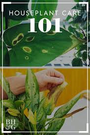 9 Essential Tips For Keeping Your Houseplants Healthy House Plant Care Plant Care Houseplant Indoor Plant Care