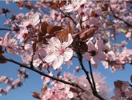 According to each consumer's taste, the. Pin On Gardening