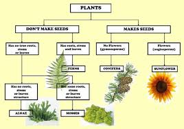 What is the life cycle of a plant. Classifications Of Flowering And Non Flowering Plants