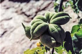 Image result for Sterculia rogersii