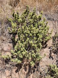 Image result for Coleus cylindraceus