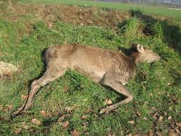 Faire pousser un beau et vigoureux chêne à partir d'un tout petit gland, voilà qui relève du miracle de la nature ! Si Vous Percutez Une Biche Sur La Route Vous Avez Le Droit De La Manger Le Reveil Normand