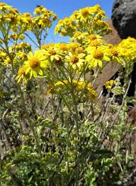 Image result for Jacobaea maritima