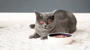 Check our complete guide to pick the best cheap cat food. A Guide To Changing Your Cat S Food Royal Canin