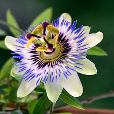 I have selected top 15 garden plants for kerala which can easily managed by even small children. Popular Flowers Names In Malayalam India Gardening