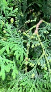 The thuja green giant arborvitae is the fastest growing evergreen tree once established. Thuja Plicata Western Red Cedar Trees For Hedging Buy Online Uk