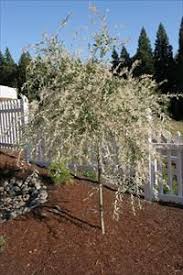 Dappled Willow Salix Integra Hakuro Nishiki Pnw Plants Dappled Willow Plants Backyard Landscaping