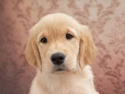 A golden retriever adoption organization, we place golden retrievers in forever homes. Golden Retriever Puppies Pet City Pet Shops