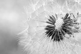 2 bilder pusteblumen schwarz weiß 50x50, mit rahmen. Pusteblume In Schwarz Weiss Als Fotoprodukt Bestellen Atelier2f De