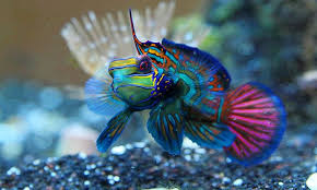 Jenis Ikan Mandarin Ikan Hias Paling Cantik Di Dunia Satwa Terindah Halloo Guys Pada Hari Ini Kita Akan Mempelajari Jenis Dari Ikan Man Ikan Binatang Tank