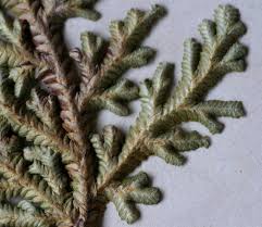 Image result for Selaginella imbricata