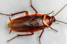 Maybe you would like to learn more about one of these? Cara Nak Perangkap Lipas Dalam Kereta Word Worrior