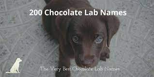 Badass chocolate lab names for male and female doggies name meaning or inspiration gender origin #1 tank a large metal container. 200 Of The Best Chocolate Lab Names