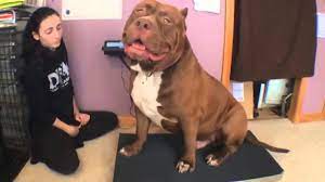 We get information that hulk has 174 lbs (79 kg) in his weight and 28 inches in height. Riesen Pitbull Hulk Wiegt Fast 80 Kilogramm Stern De