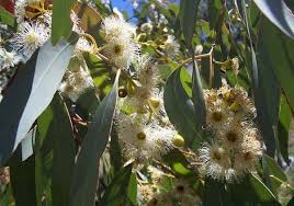 Image result for Eucalyptus cloeziana
