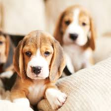 They make for great companions in homes where there isn't much else to play with. 4 Things To Know About Beagle Puppies Greenfield Puppies