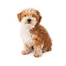 Contact us today to learn more about the availability of our havanese puppies for sale. Petland Florida