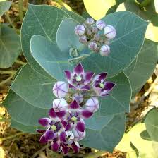 Milkweed Tree Milkweed Rare Flowers Rare Plants