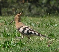 Nama burung yang terkenal dalam kisah nabi suaiman ini sekali disebutkan. Burung Hud Hud Wikipedia Bahasa Melayu Ensiklopedia Bebas