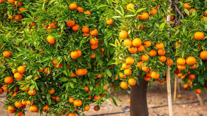 Other reasons for fruit trees not bearing fruit include: Everything You Need To Know About Clementine Trees This Old House