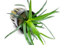 Image result for Eriocaulon bongense