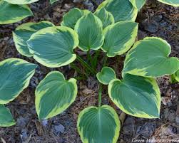 Hostas are an easy landscaping plant, so hosta care is often taken for granted. Hosta Band Of Gold Green Mountain Hosta Large Hosta
