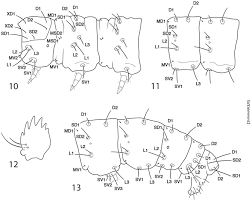 Image result for Scrobipalpula diffluella