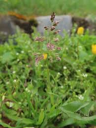 Image result for Poa schimperiana