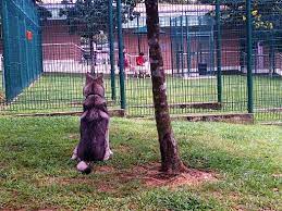 If so, for how long? 5 Myths About Pet Quarantine Petrelocation