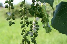In the early summer, the fruit of cottonwood trees split open and white fluff is released everywhere. Cottonwood Fruits Cottonwood Tree Beautiful Tree Cottonwood