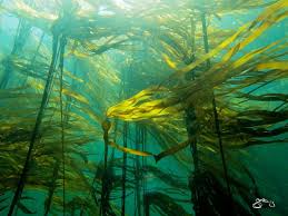 Bull Kelp Forest Canvas Only Kelp Forest Ocean Habitat Underwater Images