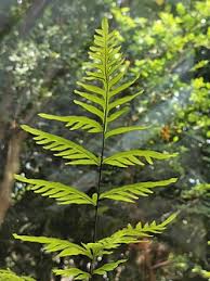 Image result for Pteris burtonii