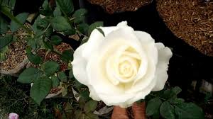 Gambar bunga mawar berdarah, gambar mawar berduri berdarah, gambar mawar berdarah di tangan, gambar mawar merah berdarah, mawar menusuk tangan, menggenggam yang bersifat. Teknik Pemotongan Bunga Mawar Youtube