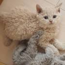 Poodle cats are new breed, researchers say | MNN - Mother ...