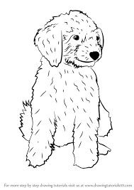 Cream/red colors are in essence recessive dominant, if that makes sense. Learn How To Draw A Mini Goldendoodle Dogs Step By Step Drawing Tutorials Puppy Coloring Pages Dog Drawing Simple Labradoodle Drawing
