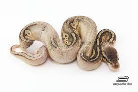 Sandblast Pewter Ball Python Snake Lovers Ball Python Morphs Pet Snake