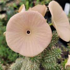 Image result for Hoodia