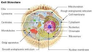 Animal cell organelle responsible for cellular respiration. Cellular Respiration And Bioremediation Lesson Teachengineering