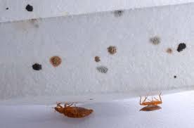 •), which are bed bug excrement and may bleed on the fabric like a marker would. Signs Of Bed Bugs Possible Bed Bug Infestation Signs