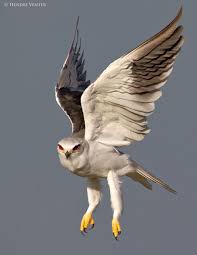 Name Small Birds Of South Africa Black Shouldered Kite South African Birds Pet Birds Animals