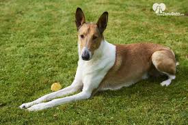 In questa pagina di codycross.games, puoi accedere a tutte le risposte e soluzione di codycross un cane tedesco dal pelo corto nero focato. Cane Pastore Scozzese A Pelo Corto Carattere Alimentazione Caratteristiche Della Razza
