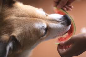 Mixed in with some kibble, and dogs may really enjoy the next texture of the day's meal. Human Foods For Dogs Which Foods Are Safe For Dogs