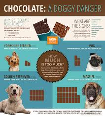 Can Dogs Eat Chocolate Pet Poison Pet Holiday Dog Insurance