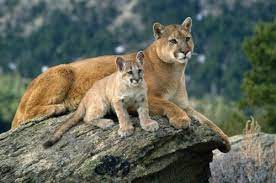 Real Life Mews Mountain Lion Animals Wild Animal Totems